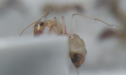 蚂蚁视频,探索短视频新潮流，引领内容创作新风向